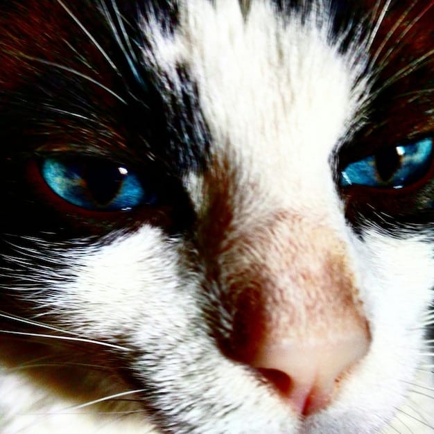 Feline Hyperthyroidism: Latest Treatment Options and Success Rates in 2025