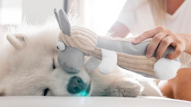 A veterinarian administering a laser therapy session to a calm, senior dog lying on a comfortable mat. The vet is wearing protective eyewear, and the laser device is focused on the dog's hip joint.
