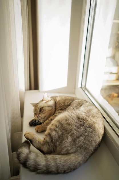 A senior cat using a small, carpeted ramp to easily access a window perch. The room is bright and comfortable, with soft bedding nearby.