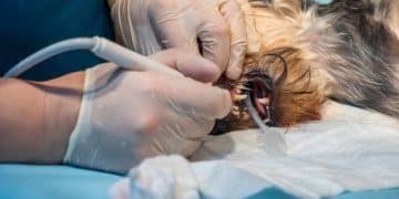 Protect Your Pet's Smile: A Daily Dental Health Routine - Cover Image