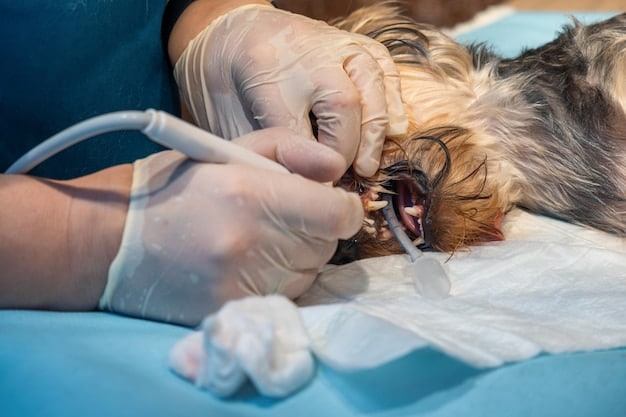 Protect Your Pet’s Smile: A Daily Dental Health Routine