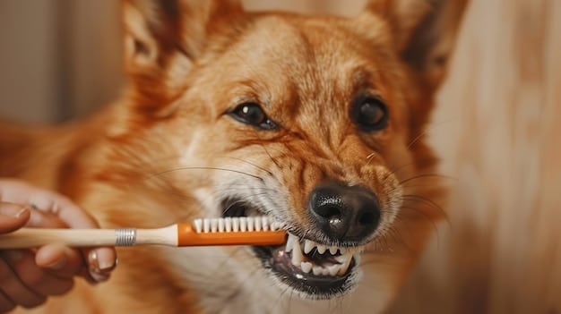 A dog enthusiastically chewing on a dental chew. The dog has healthy gums and teeth, and the dental chew is designed to help remove plaque and tartar. The background is a cozy home setting.