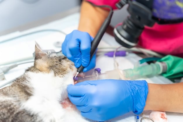 A veterinarian performing a dental cleaning on a cat. The cat is under anesthesia, and the veterinarian is using specialized tools to remove plaque and tartar from the teeth. The background is a sterile veterinary clinic.