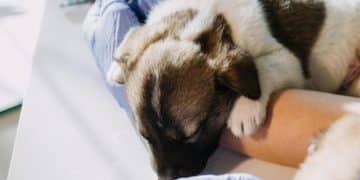 Parvovirus Outbreak: Protecting Your Puppy with Vaccination and Hygiene - Cover Image