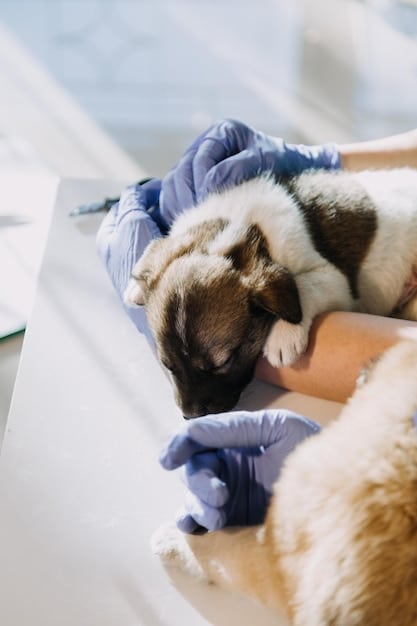 Parvovirus Outbreak: Protecting Your Puppy with Vaccination and Hygiene