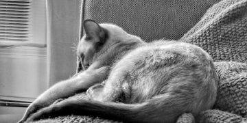 Kidney Disease in Cats: Early Detection, Diet, and Quality of Life - Cover Image