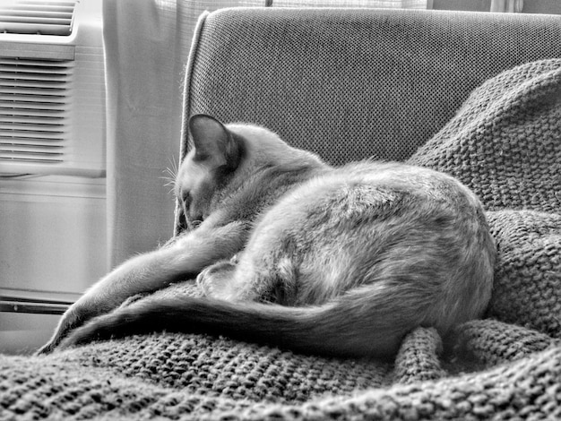 Kidney Disease in Cats: Early Detection, Diet, and Quality of Life