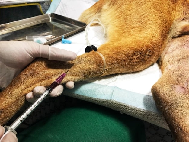 A close-up image of a vet examining a cat's kidney area during a check-up. The vet is gently palpating the cat's abdomen while the cat looks calm and trusting. The background includes veterinary equipment and a clean examination table.