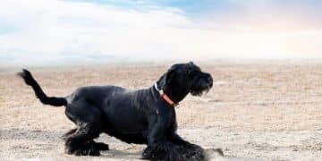 Bloat in Dogs: Recognizing Symptoms & Saving Your Pet's Life - Cover Image