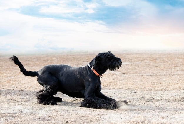 Bloat in Dogs: Recognizing Symptoms & Saving Your Pet’s Life