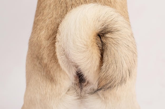 A close-up of a dog's abdomen, showing a distended or swollen appearance. The dog's fur is pushed outwards, revealing the tightness of the skin. The background is out of focus, emphasizing the dog's belly.