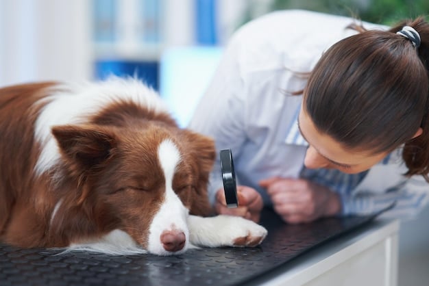 A veterinarian examining a dog on an examination table. The veterinarian is palpating the dog's abdomen, and the dog is looking at the vet with a slightly worried expression. The background is a clean, well-lit veterinary clinic.