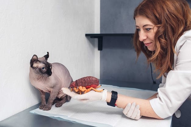A close-up shot of a veterinarian gently examining an overweight cat during a check-up, highlighting the importance of professional guidance in managing pet obesity.