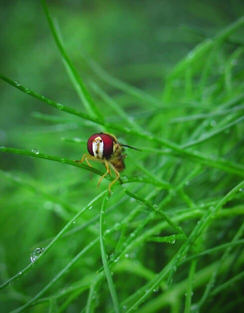 Tick-Borne Diseases: Risks, Prevention & Treatment in 2025