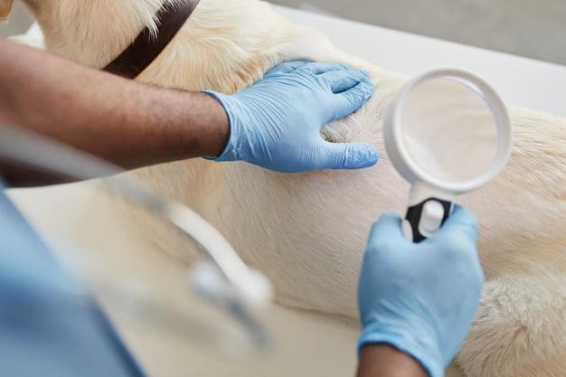 A veterinarian examining a dog for ticks. The veterinarian is wearing gloves and using a magnifying glass to inspect the dog's fur. The dog appears calm and cooperative.