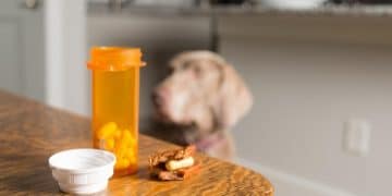 Poison Prevention: Keep Your Pet Safe from Household Hazards - Cover Image
