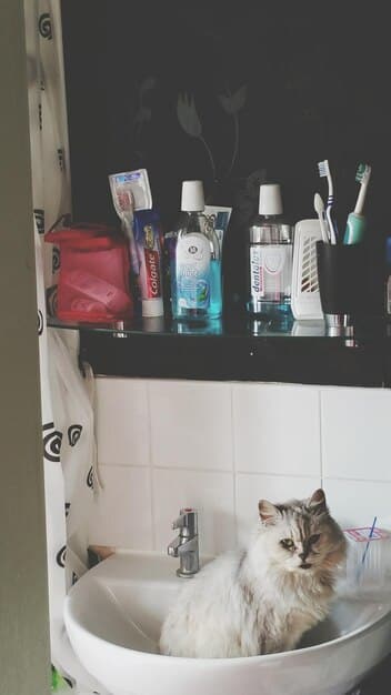 A close-up of various cleaning products stored under a sink, highlighting the potential danger they pose to pets.
