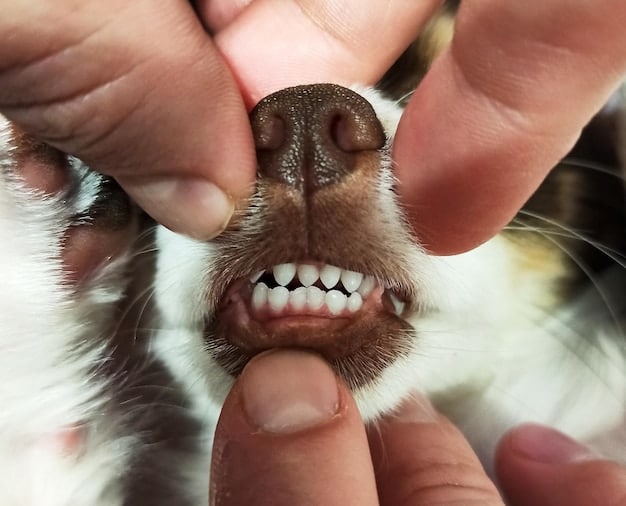 A close-up shot of a person checking a dog's gums for color, lifting the dog's lip gently. The gums appear pale, indicating a potential emergency such as internal bleeding or shock.