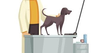 Cancer in Pets: Types, Treatments, and Prognosis Explained - Cover Image