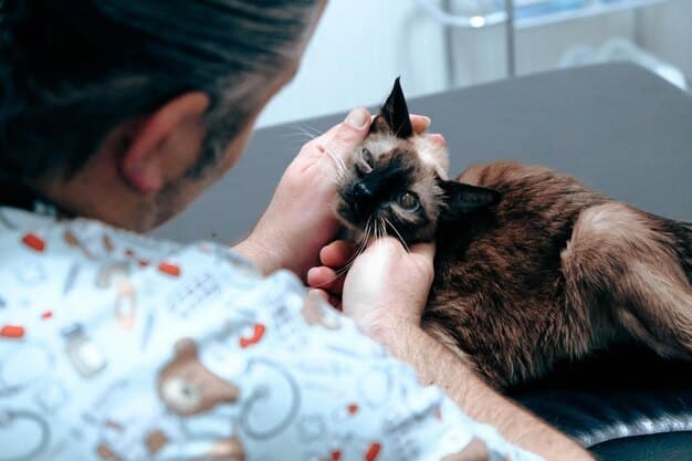A close-up, compassionate view of a veterinarian's hand gently stroking a cat's head. The cat is looking calmly at the camera, and the background is softly blurred to keep focus on the interaction between the vet and the animal.