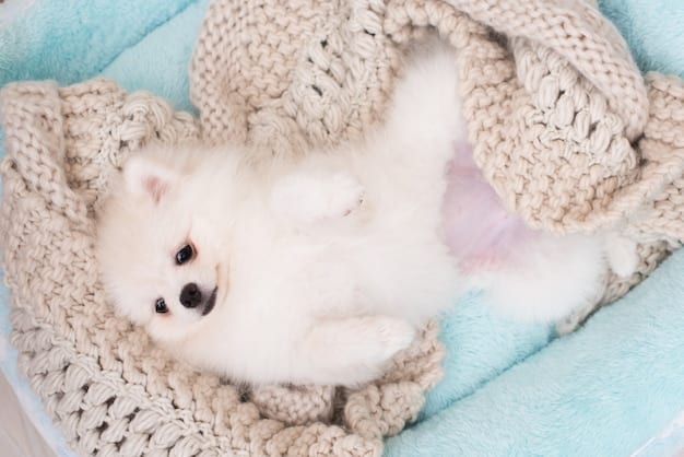 A fluffy white Samoyed dog laying comfortably on a blanket indoors, seemingly relaxed and content. The lighting should be soft and natural, emphasizing the dog's peaceful expression and highlighting the cozy setting.