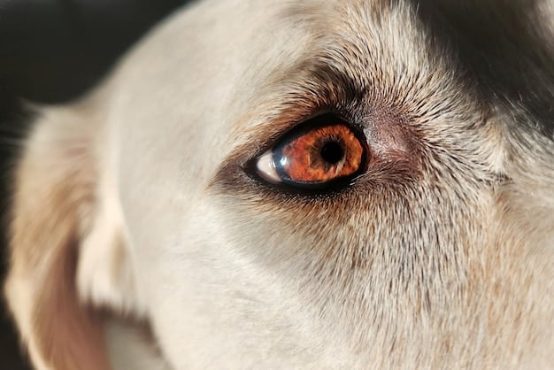 Glaucoma in Pets: Symptoms, Prevention, and Care for Your Beloved Animals