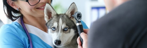 A veterinarian examining a dog's eye using specialized ophthalmic equipment. The dog is calm and cooperative, and the veterinarian is focused on assessing the eye's condition. The setting is a clean, well-lit veterinary clinic.