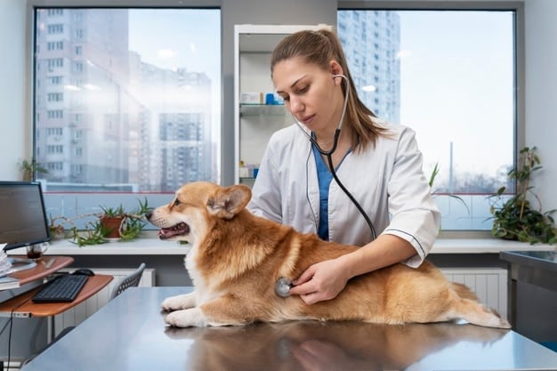 A veterinarian examining a dog in the clinic, with focus on the vet listening to the dog's heart with a stethoscope