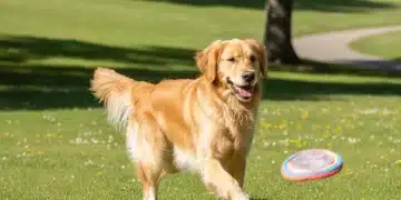 Happy golden retriever with healthy coat in park